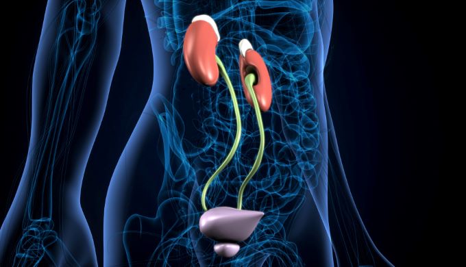 human urinary system kidneys with bladder