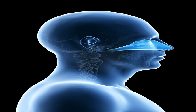 anatomy illustration showing the nasal cavity