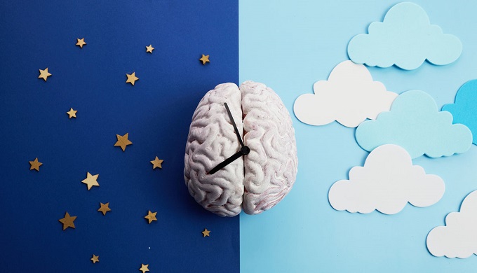 The circadian rhythms are controlled by circadian clocks or biological clock