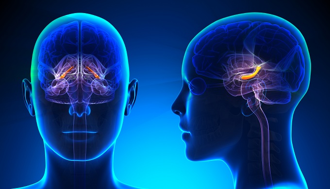 Female Hippocampus Brain Anatomy - blue concept