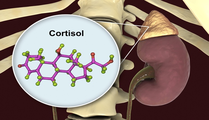 Molecule of cortisol hormone and adrenal gland, 3D illustration.