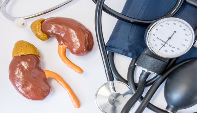 Human kidney figures close to stethoscope and sphygmomanometer.